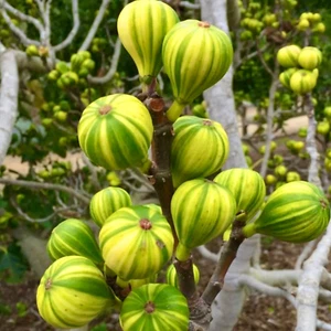Ficus carica cv Panaché (Striped Fig) 70-80cm - - Picture 1 of 5
