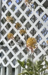 2x Fire Star Orchids Rooted Plant Epiphyllum. unbelievably easy to grow. - Picture 1 of 4