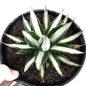 Agave horrida MEDIOPICTA WHITE VARIEGATED - - - Picture 1 of 6