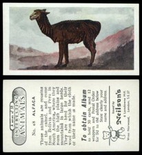 Alpaca #48 Interesting Animals 1954 Neilson's Card