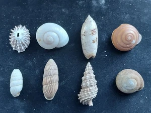 #19300 Lot of 8 attractive small size approx 22-37mm land & sea snail shells - Picture 1 of 2