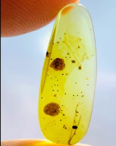 Fósil birmano Burmita Cretácico ámbar plantas fúngicas fósil ámbar Myanmar - Imagen 1 de 6