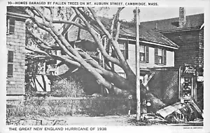 Cambridge MA New England Hurricane Note Moxie Schild, Postkarte - Bild 1 von 2