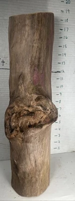 Centro de mesa de taxidermia decoración playa terrario acuario hueco madera a la deriva Foto 1 de 4