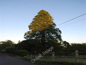 Photo 6x4 Giant Redwood tree, Froghole Lane Crockham Hill c2009 - Bild 1 von 1