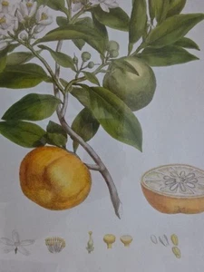 Miller - Pomeranze - Bild 1 von 3