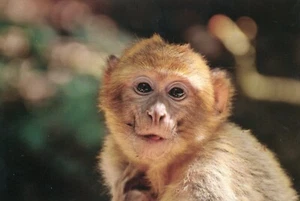 Monkey See, Monkey Smile -- POSTAL - Imagen 1 de 2