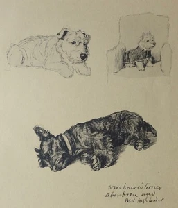 Lithographie originale de Cecil ALDIN, terrier, west highlander, westie, chien - Imagen 1 de 2