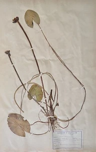 Botanical - Herbarium Board 19th - Dried Plants - Nymphaeaceae - Picture 1 of 3