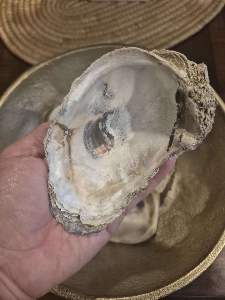 Оптовые раковины устриц США, очищенные/отбеленные, раковины устриц для рукоделия - Изображение 1 из 4