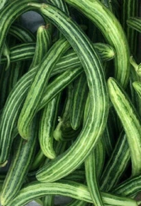 Armenian Cucumber - 15 Seeds - Picture 1 of 2