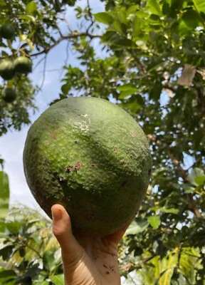 Árbol de aguacate injertado con calabaza Marcus 2-3 pies resistente al frío. Envío a CA y Pr. Fotos reales Foto 1 de 3