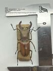 Coleoptera/Lucanidae/Cyclommatus dehaani /mężczyzna/Borneo/CB