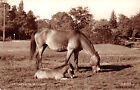 R327496 The Ponies in the New Forest. Thunder and Clayden. Sunray Series. RP