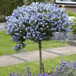 Large 70-80cm Tall Hardy California Lilac Ceanothus Blue Blossom Standard Tree - Picture 1 of 6