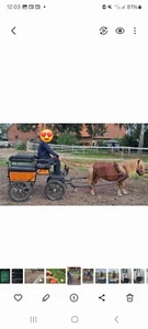 Ponykutsche für Minishetty Shetty ***Rarität im British Style*** Spurbreite 1,20 - Bild 1 von 3