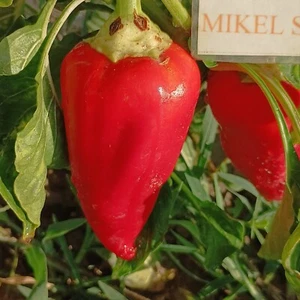 Pimiento California Amy , 10 semillas , Capsicum annuum (627) - Picture 1 of 1