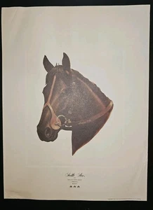 Portrait Image of Champion Thoroughbred Seattle Slew 1977 Triple Crown 16x12 - Picture 1 of 5