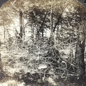 Barbed Wire Entanglements Vintage WWI World War One Stereograph Stereoview Card - Picture 1 of 4