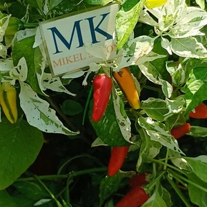 Fish Pepper , 10 semillas , Capsicum annuum (574) - Picture 1 of 3
