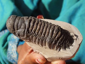 Large Trilobite Fossil Crotalocephalus Gibbus 3.5" Inches - Picture 1 of 4