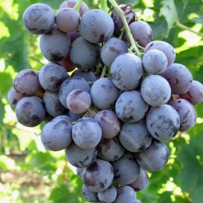 1 PIANTA DI UVA MOSCATO D'AMBURGO IN VASO 15CM PIANTE DA ESTERNO, DA FRUTTO - Immagine 1 di 2