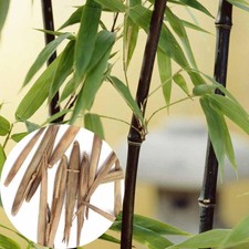 100 pcs de graines de bambou noir légume semi seme