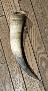 12" Bull Horn Cow Horn STEER LONGHORN horn TAXIDERMY Cleaned - Picture 1 of 3