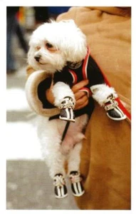 Postcard Bill Cunningham, Photo Dog w/ Designer Jacket & Jeweled Shoes NYC MINT - Picture 1 of 1