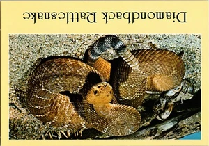 Postal serpiente venenosa de cascabel Diamondback - Imagen 1 de 2