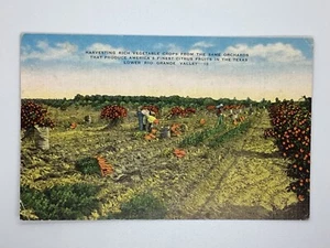 Postcard Harvest Rich Vegetable Crops Rio Grande Valley Texas H306 - Bild 1 von 2
