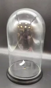 6x10 pulgadas Cúpula de vidrio con base de madera negra - Imagen 1 de 6