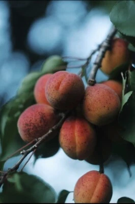 4 Apricot Tree Organic Seeds - Heirloom, Open Pollinated, Non GMO - - Image 1 of 3