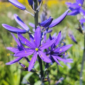 @ (◕‿◕)\\@ Camassia quamash - Kleine Prärilielie 5 Zwiebeln - Bild 1 von 1