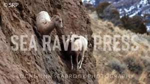 Big Horn Sheep on Cliff Hi-Res Photographic Print 11 in x 17 in By L Seabrook - Picture 1 of 2