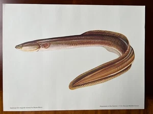 #2 American Eel Print Duane Raver US Fish & Wildlife Service - Bild 1 von 4