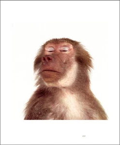 1990 Vintage Print Hamadryas Baboon Monkey Endangered Animal Species Florida - Picture 1 of 3