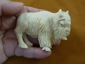 buff-w14) Albino Buffalo of shed ANTLER figurine Bali detailed carving buffaloes - Picture 1 of 5