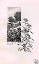THE LOWLANDS-Joe Pye Weed Antique Print 1897