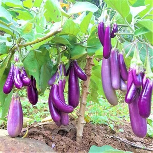 100 semi di melanzane a grappolo viola Brinjal non ibridi, non OGM, semi non OGM - Foto 1 di 6