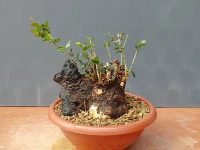 Bonsai Olivastro 25x23 Cm In Vaso Pianta Albero Nebari Robusto Olivo Da Impostar - Immagine 1 di 4