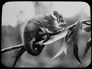 Magische Laterne Dia A JUNGER RINGSCHWANZ OPPOSSUM UM 1910 FOTO AUSTRALIEN POSSUM - Bild 1 von 3