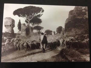 RIPRODUZIONE FOTO ALINARI PECORAIO ROMANO CON GREGGE 12X18 CM INIZI '900 (1) - Picture 1 of 1
