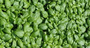 ☺500 graines de basilic Italien à grandes feuilles - Imagen 1 de 1