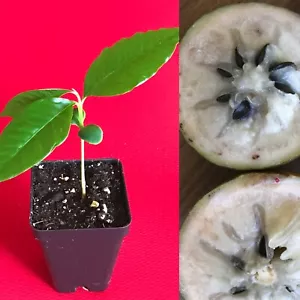 Caimito GREEN Star Apple Chrysophyllum cainito Seedling Plant Potted Fruit Tree - Picture 1 of 6