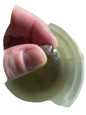 *NUEVO ARTÍCULO* - 10 ALMEJAS BEBÉ Almejas Vivas de Agua Dulce: Perfectas para Acuarios/Estanques Foto 1 de 4