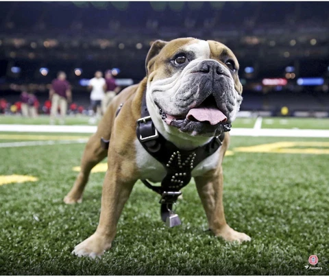 Mississippi State Bulldogs Unsigned Bully Pre-Game Photograph Cover
