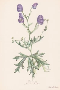 Aconitum napellus Eisenhut Sturmhut Farbdruck von 1954 Elsa M. Felsko - Picture 1 of 1