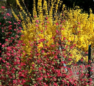 Blutjohannisbeere Ribes sanguineum 'King Edward VII' 60 - 100 cm im Container - Bild 1 von 4
