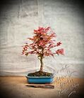Acer palmatum 'Deshojo' - Japoński klon wachlarzowy BONSAI / 10 lat